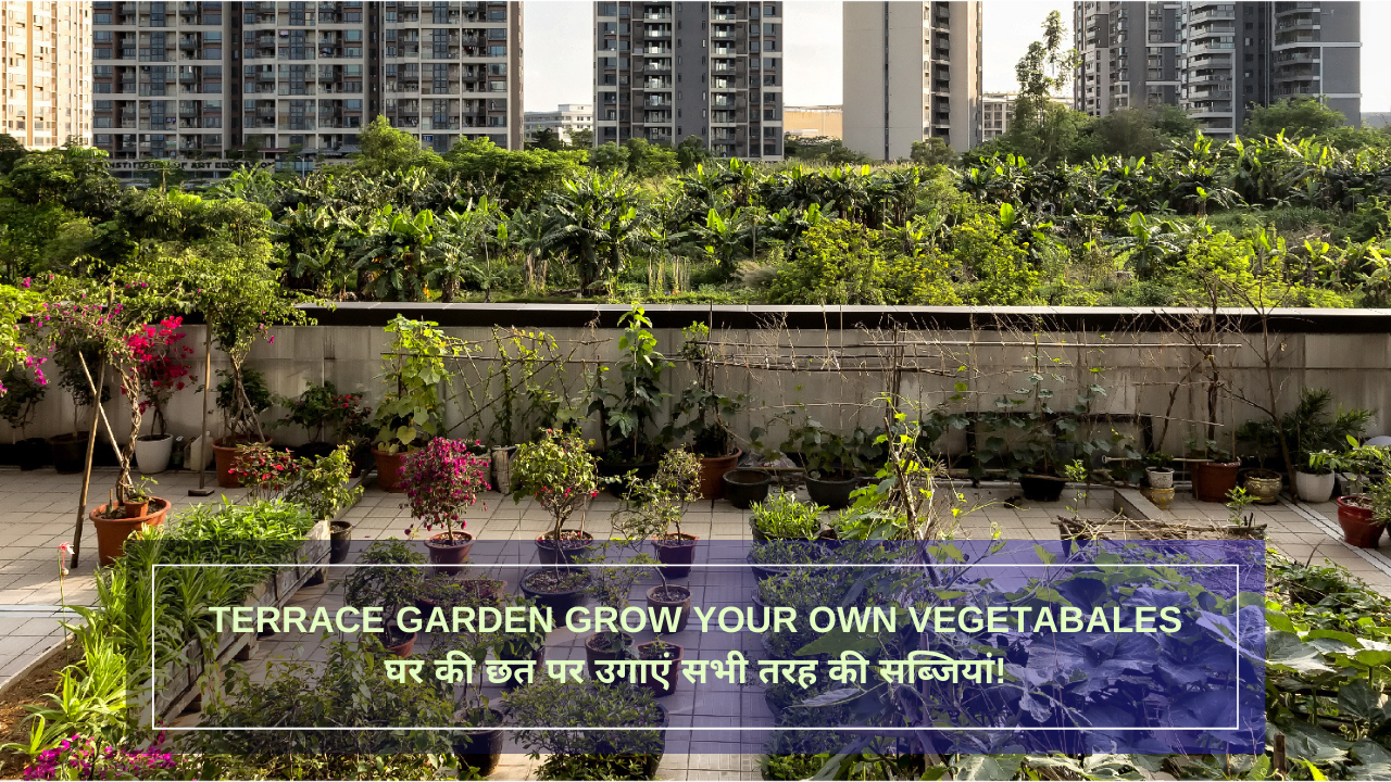 Terrace Garden Grow your own Vegetabales घर की छत पर उगाएं सभी तरह की सब्जियां!