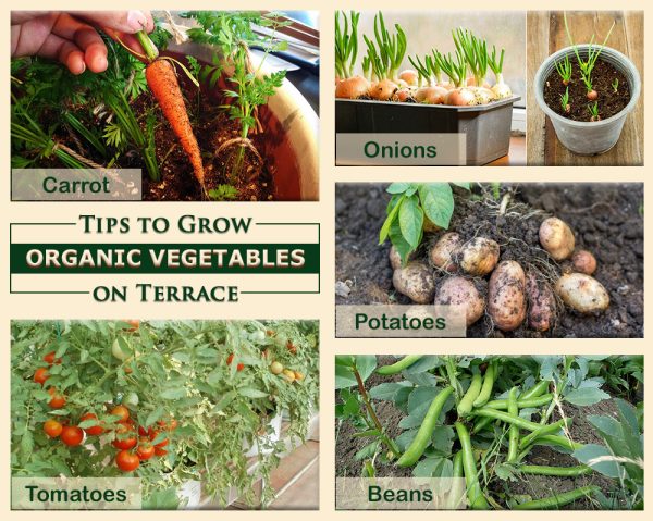 Terrace Garden Grow your own Vegetabales घर की छत पर उगाएं सभी तरह की सब्जियां!