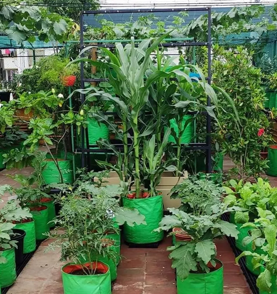 Terrace Garden Grow your own Vegetabales घर की छत पर उगाएं सभी तरह की सब्जियां!